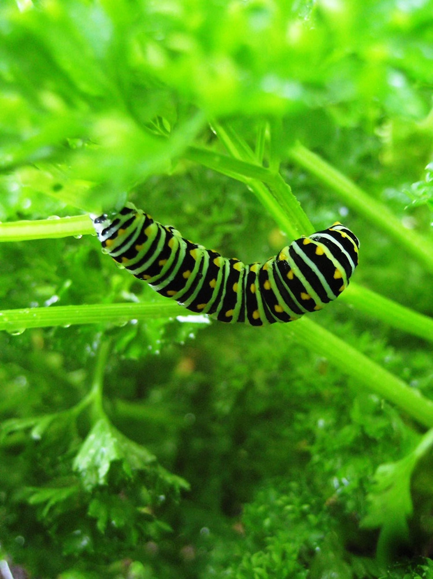 caterpillar insect, green plant, black yellow striped, Full HD Phone Wallpaper
