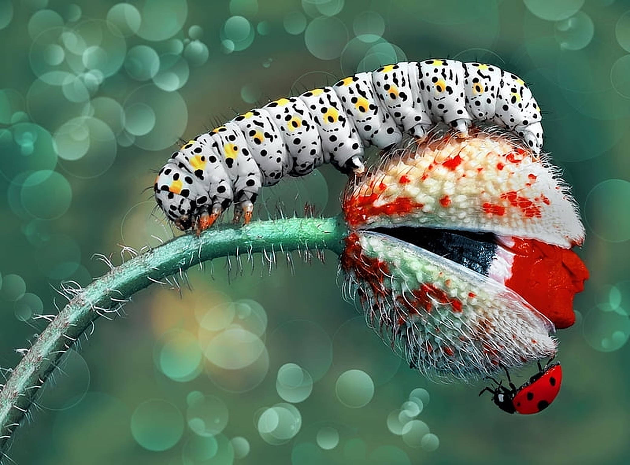 white caterpillar insect, fuzzy red and white flower, ladybug, Full HD Desktop Wallpaper