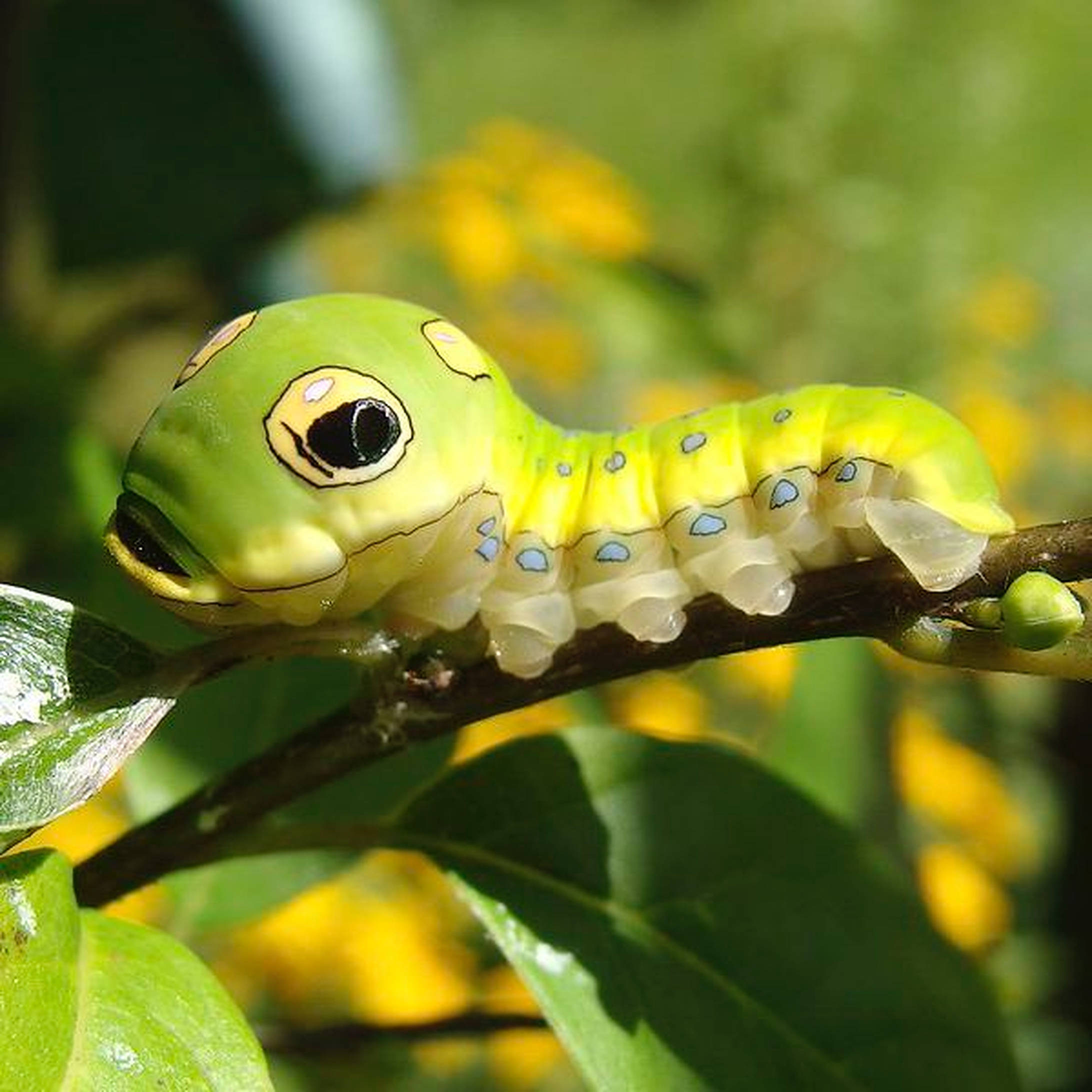 Caterpillar Insect, vibrant green, cartoonish eyes, Full HD Desktop Wallpaper