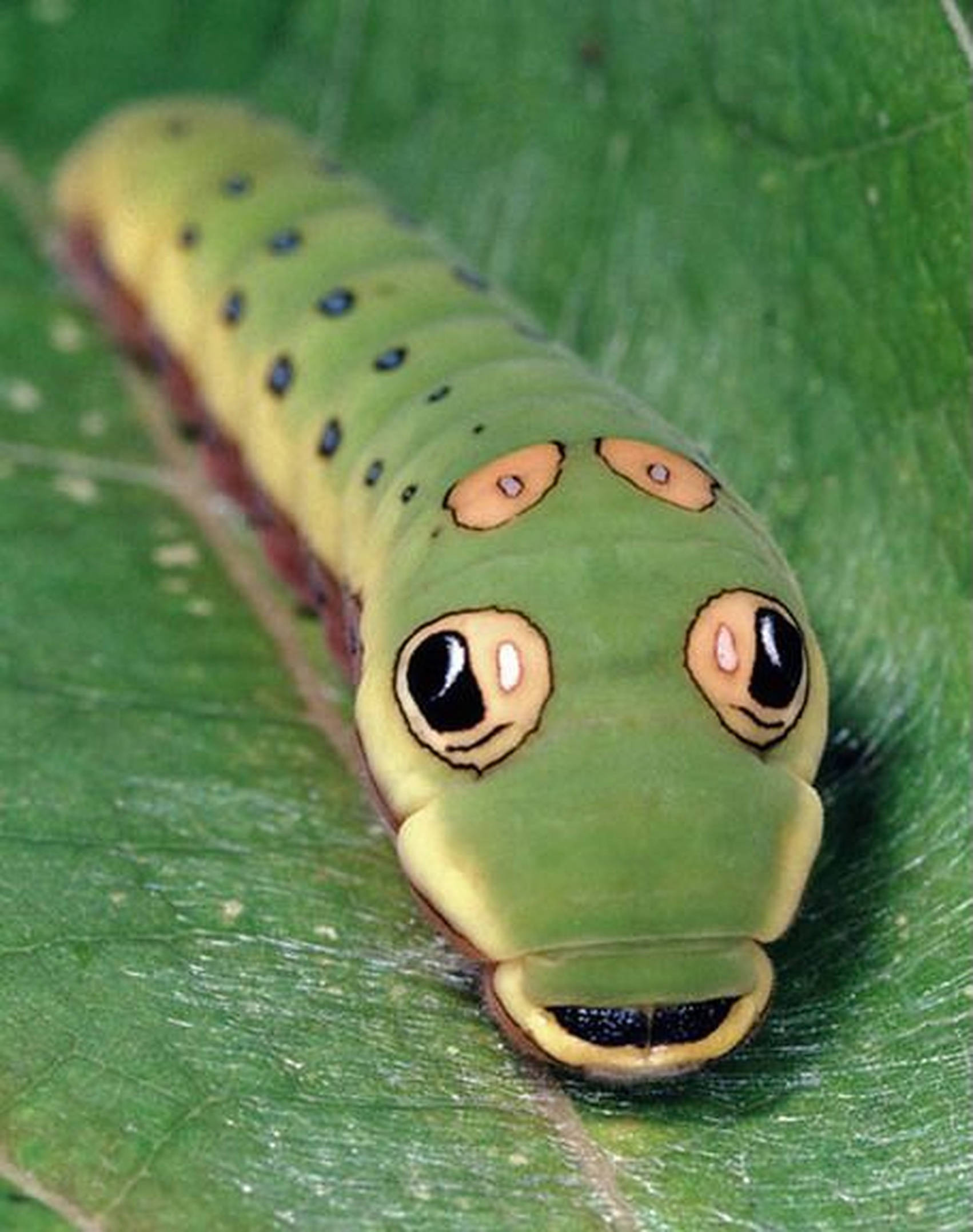 caterpillar insect, snake face, vibrant green, Full HD Phone Wallpaper