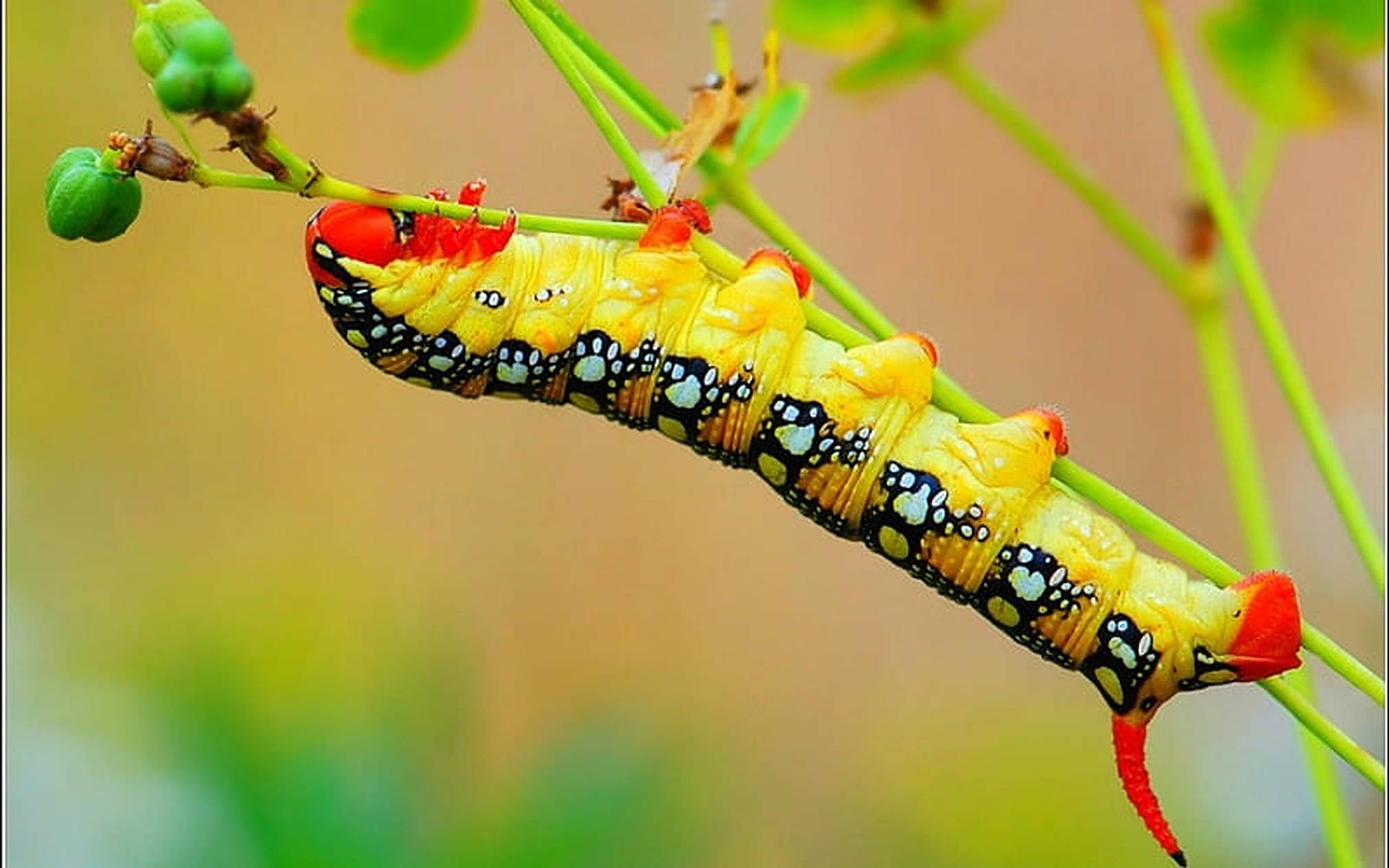 yellow caterpillar insect, black and white spotted segments, red head and tail, Full HD Desktop Wallpaper