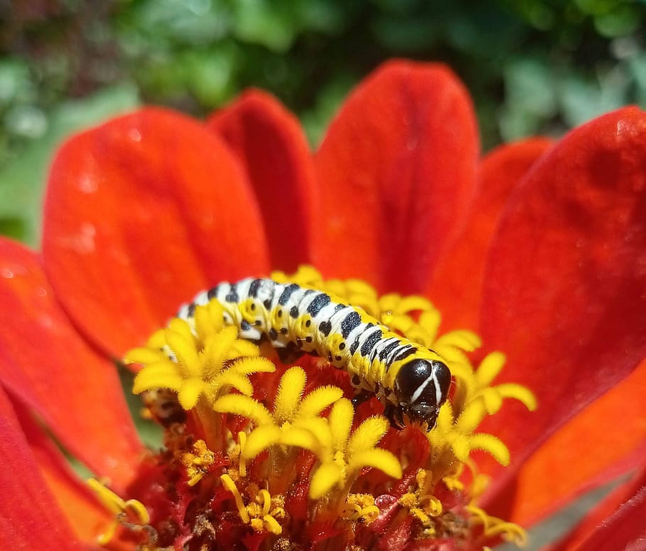 caterpillar insect, red zinnia flower, black and white striped, Full HD Desktop Wallpaper