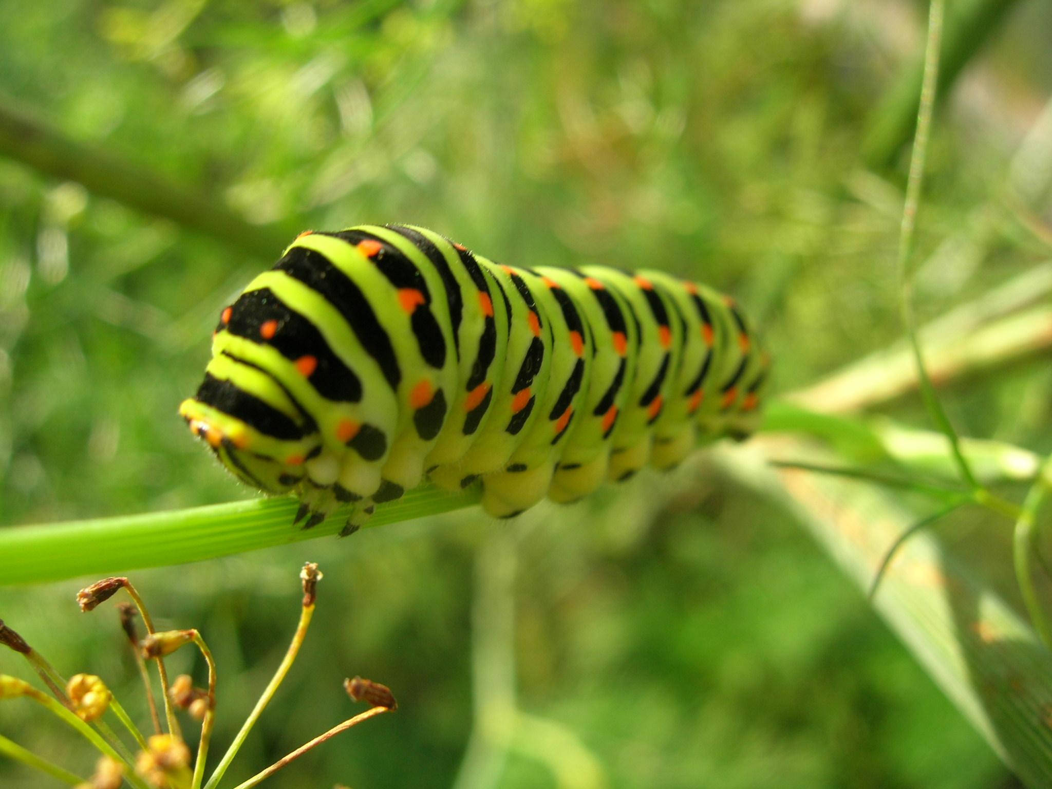 green caterpillar, black and orange caterpillar, blade of grass, Full HD Desktop Wallpaper