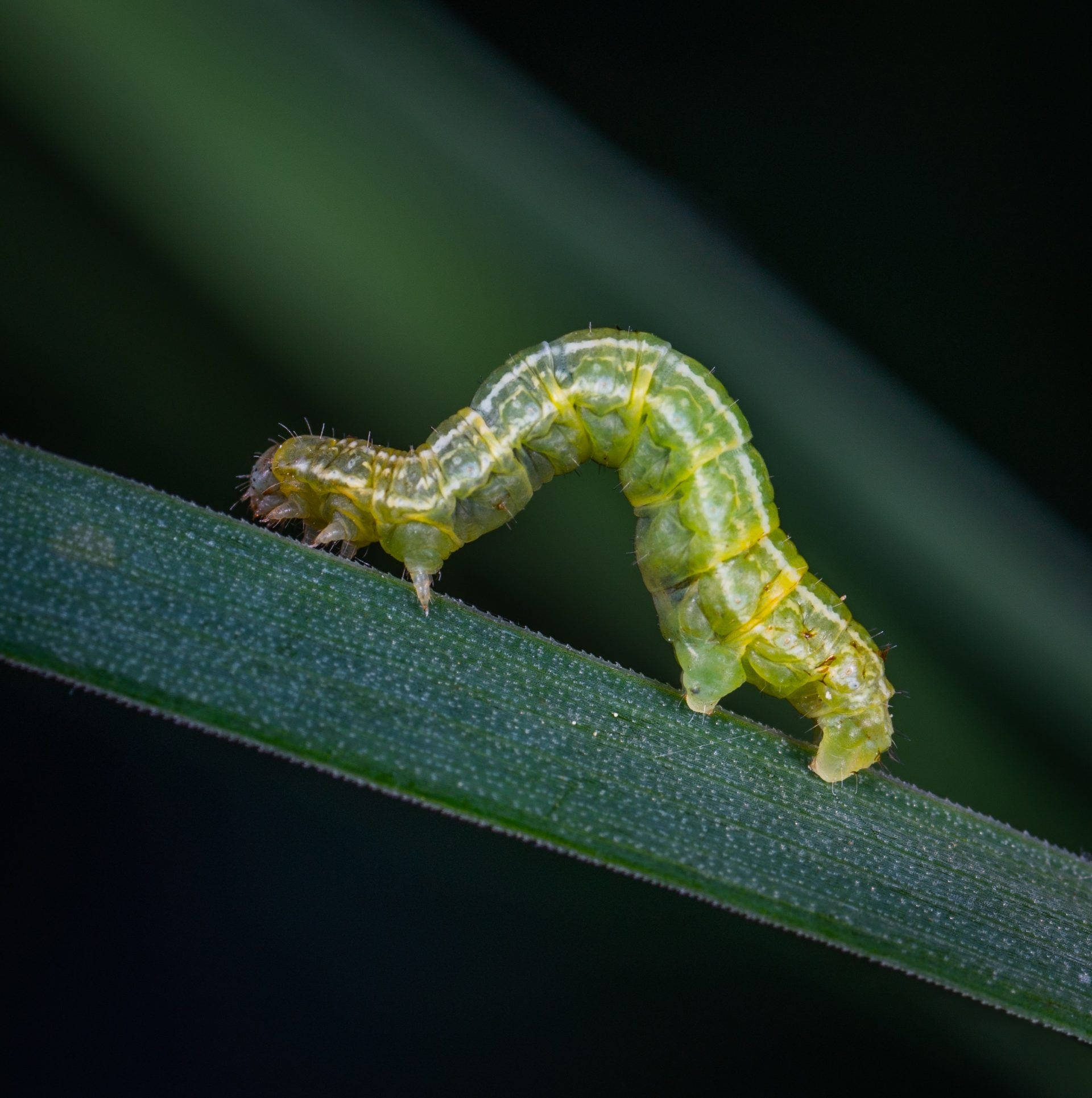 soft-bodied green caterpillar, dew-kissed blade of grass, dark blurred background, Full HD Phone Wallpaper