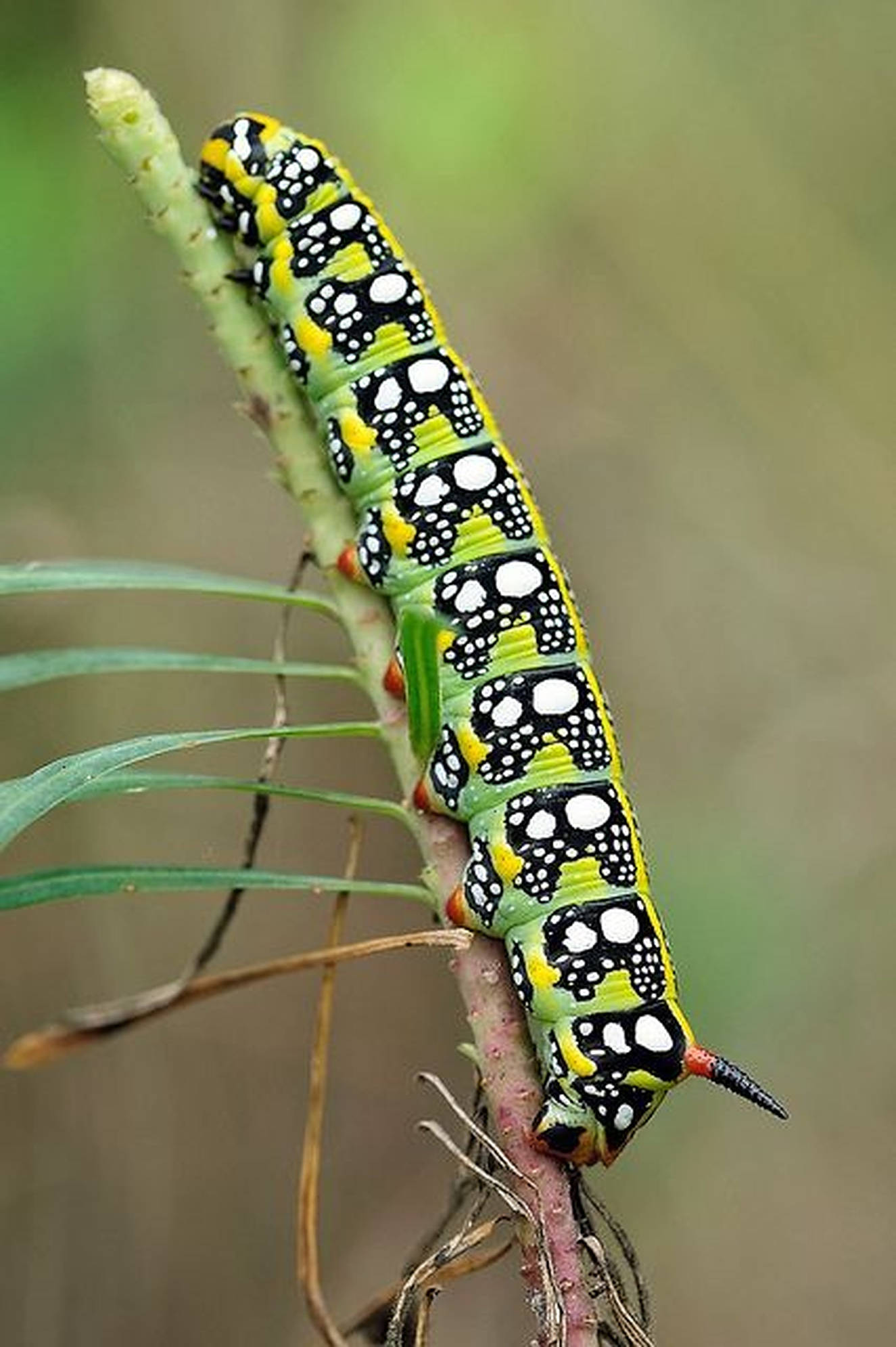 Caterpillar Insect, vibrant green, bold black and white spots, Full HD Phone Wallpaper