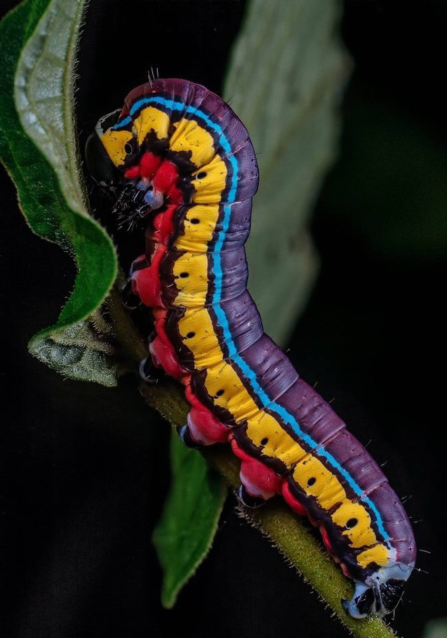 colorful caterpillar insect, purple yellow and blue stripes, green leaf, Full HD Phone Wallpaper