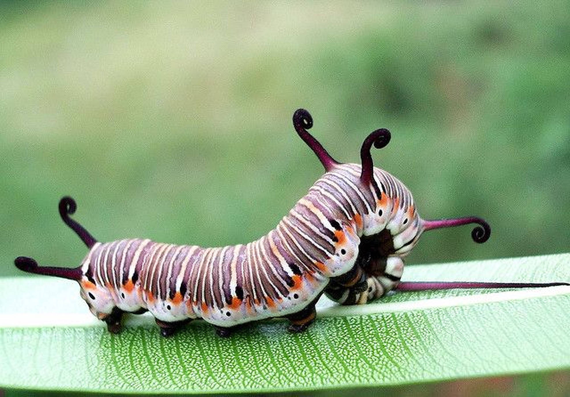 striped caterpillar insect, striped body, curled purple horns, Full HD Desktop Wallpaper