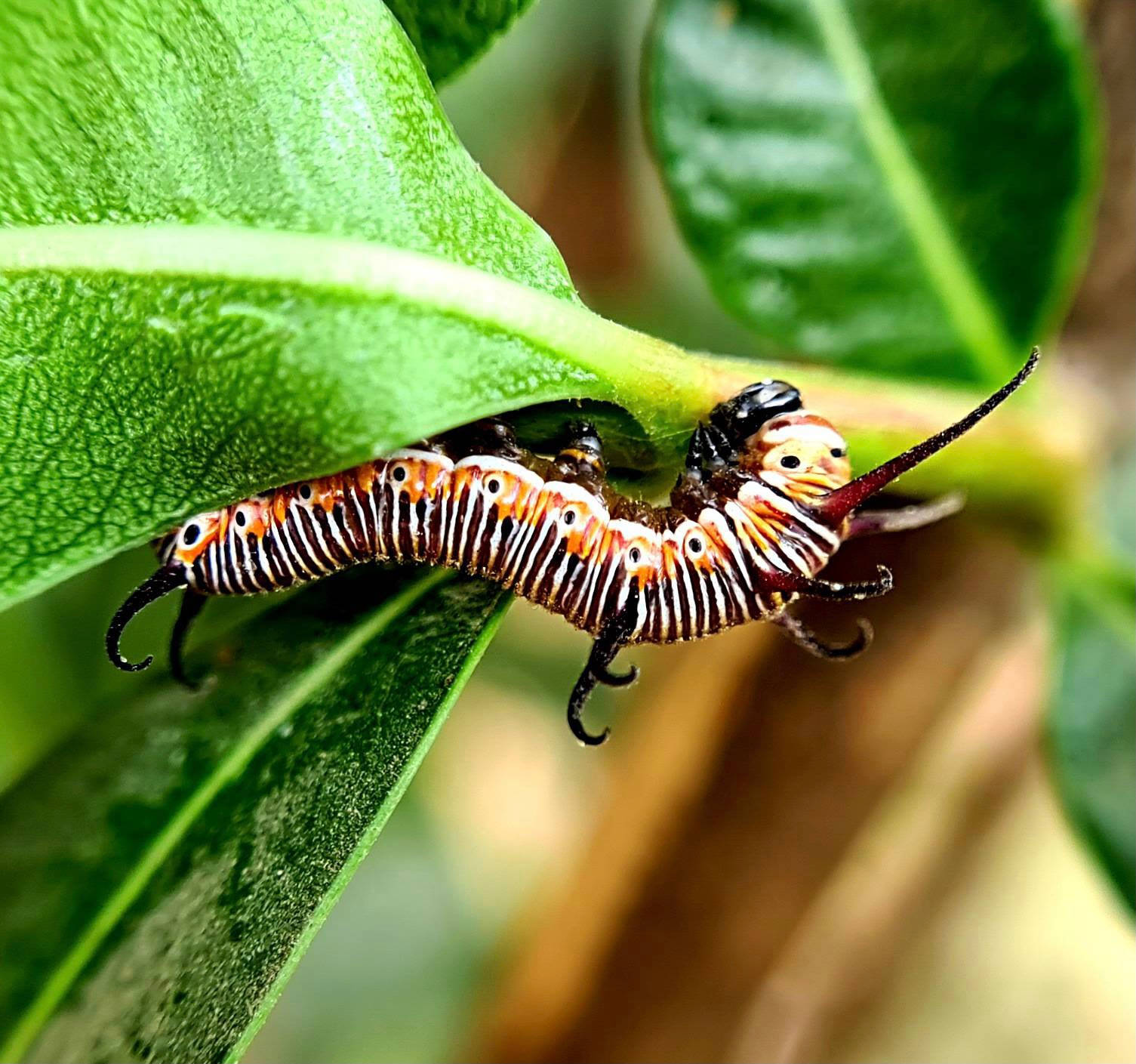 black and orange caterpillar insect, orange white and black stripes, glossy green leaf, HD Desktop Wallpaper