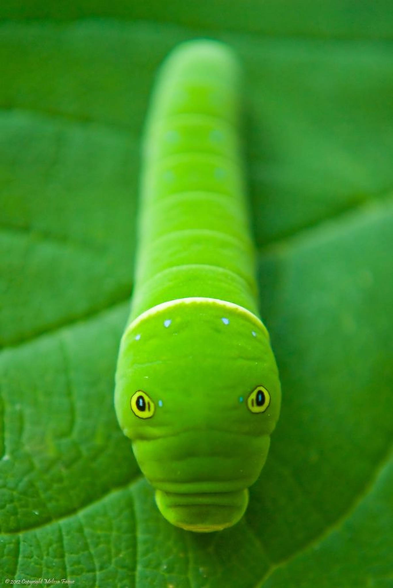 caterpillar insect, vibrant green, yellow eyes, Full HD Phone Wallpaper
