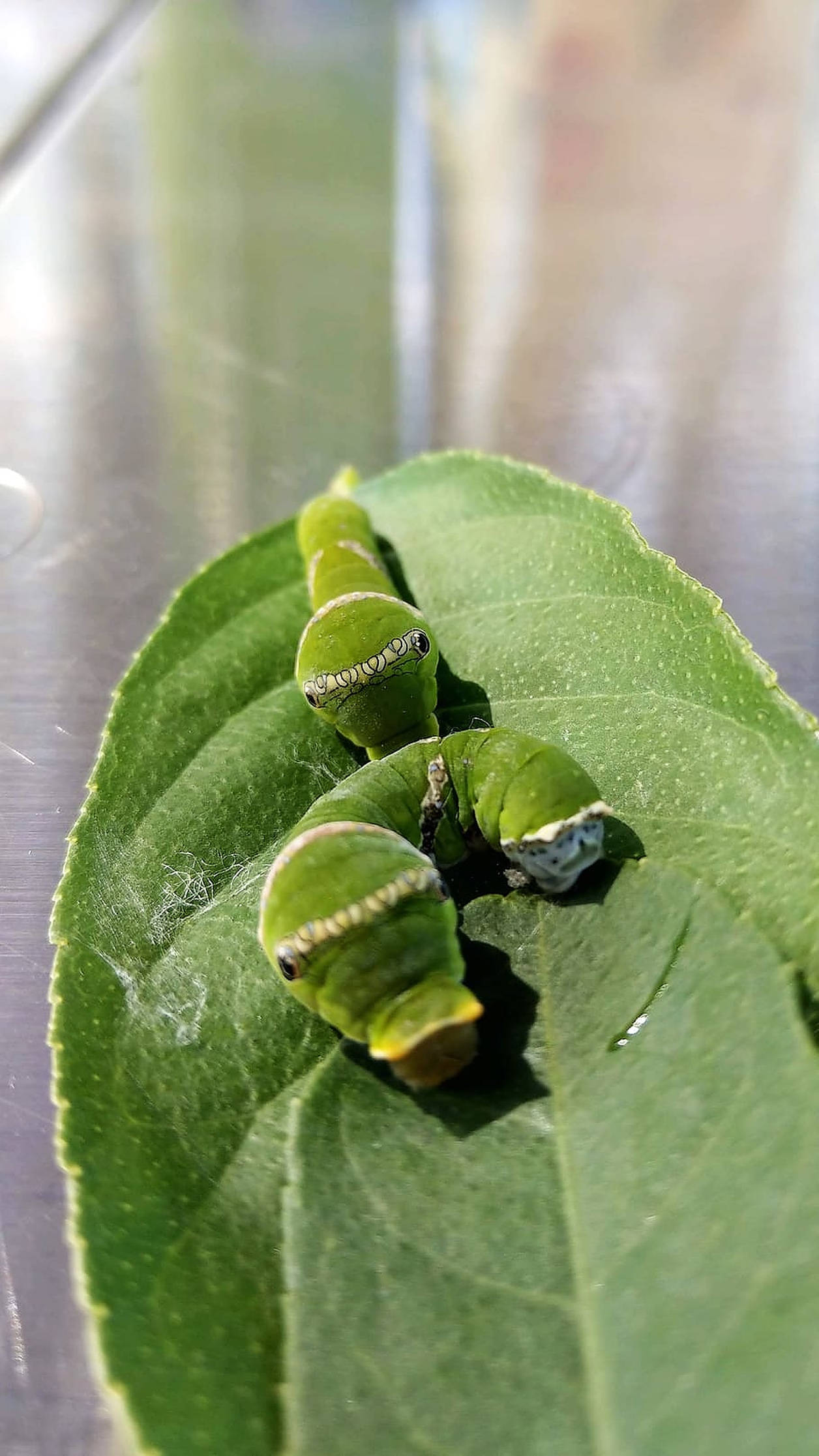 vibrant green caterpillars, white stripes, glossy leaf, Full HD Phone Wallpaper