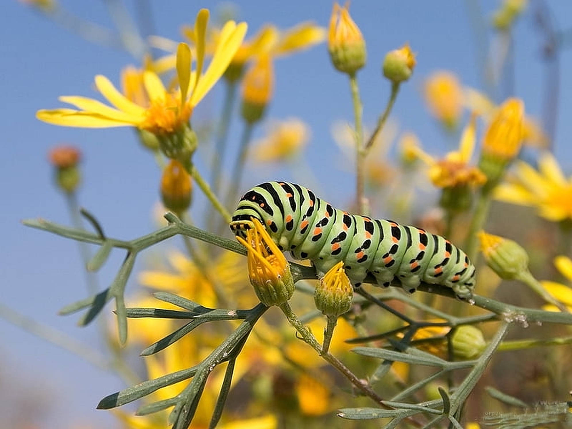 caterpillar insect, yellow flower, vibrant green, Full HD Desktop Wallpaper