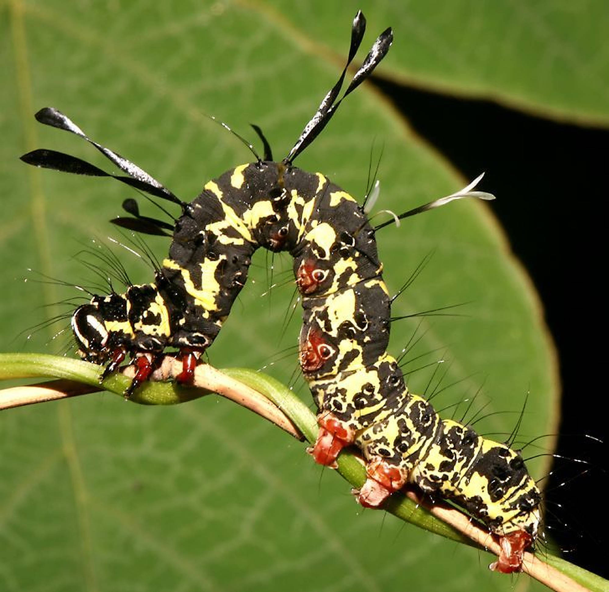 caterpillar insect, black and yellow, red feet, Full HD Desktop Wallpaper
