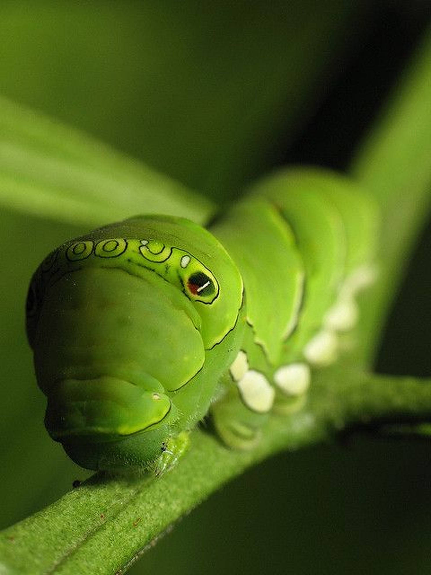 green caterpillar insect face, vibrant green caterpillar, striking red eyes, Full HD Phone Wallpaper