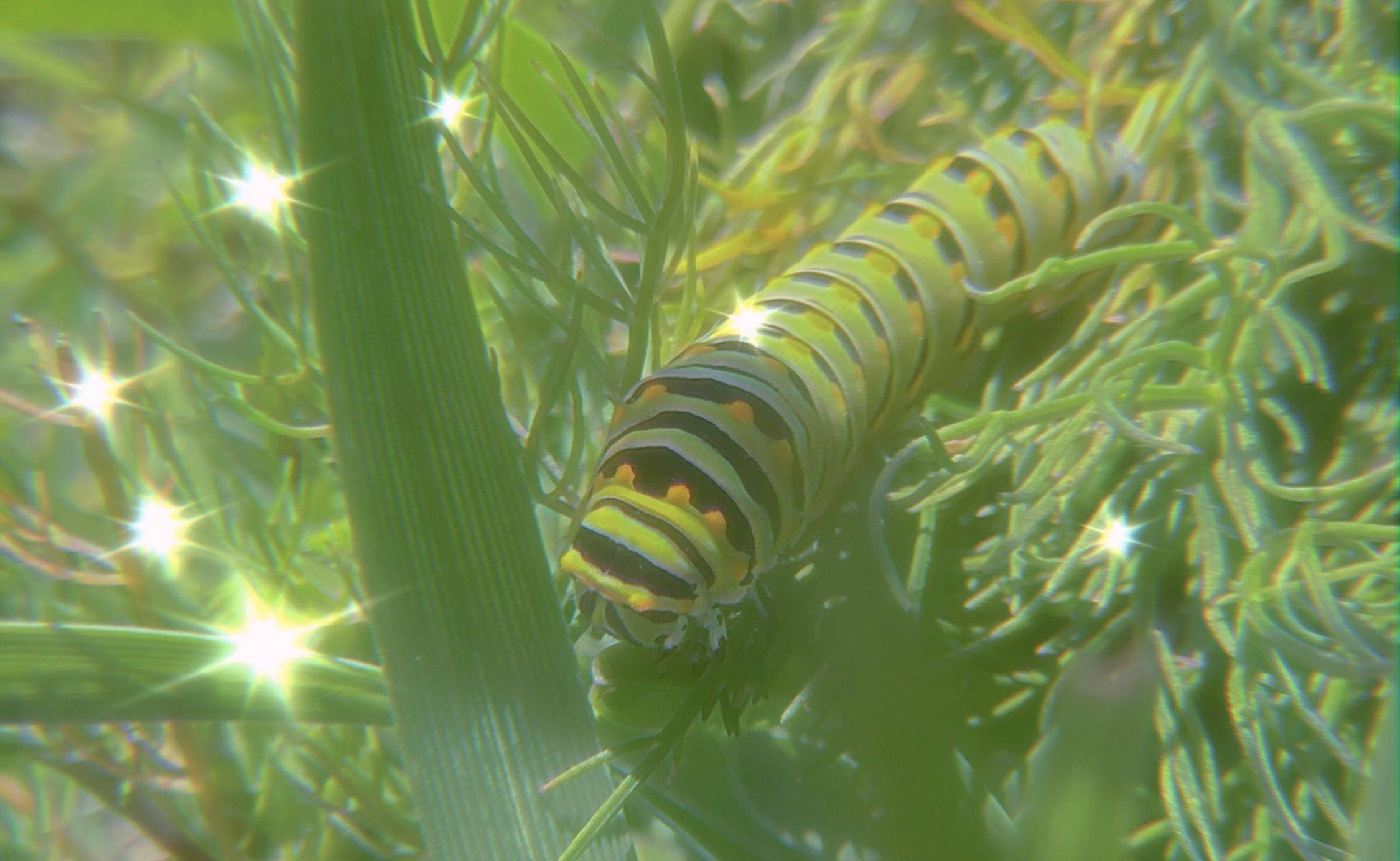 vibrant green and yellow striped caterpillar, sunlit dill fronds, sparkling light effects, Full HD Desktop Wallpaper