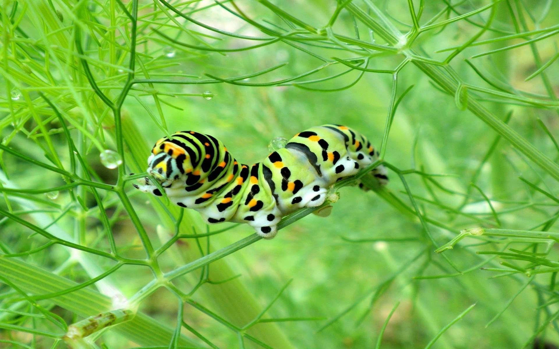 crawling caterpillar insect, vibrant green, yellow, Full HD Desktop Wallpaper