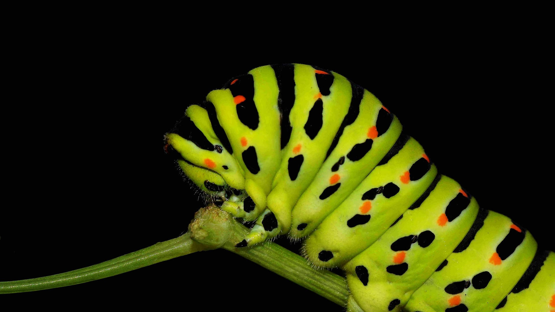 green caterpillar insect, lime green, black stripes, Full HD Desktop Wallpaper