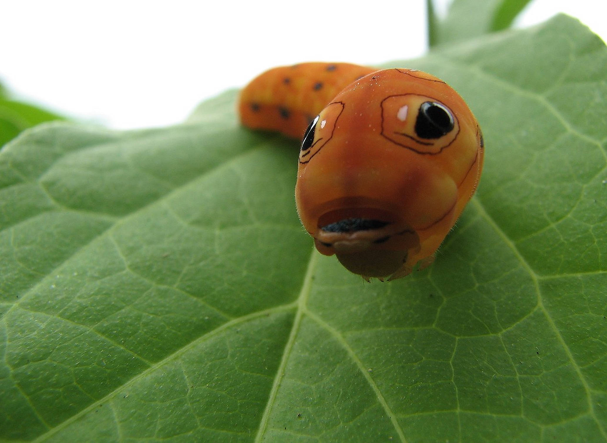 orange caterpillar insect face, hand-drawn cartoon eyes, vibrant green leaf, Full HD Desktop Wallpaper