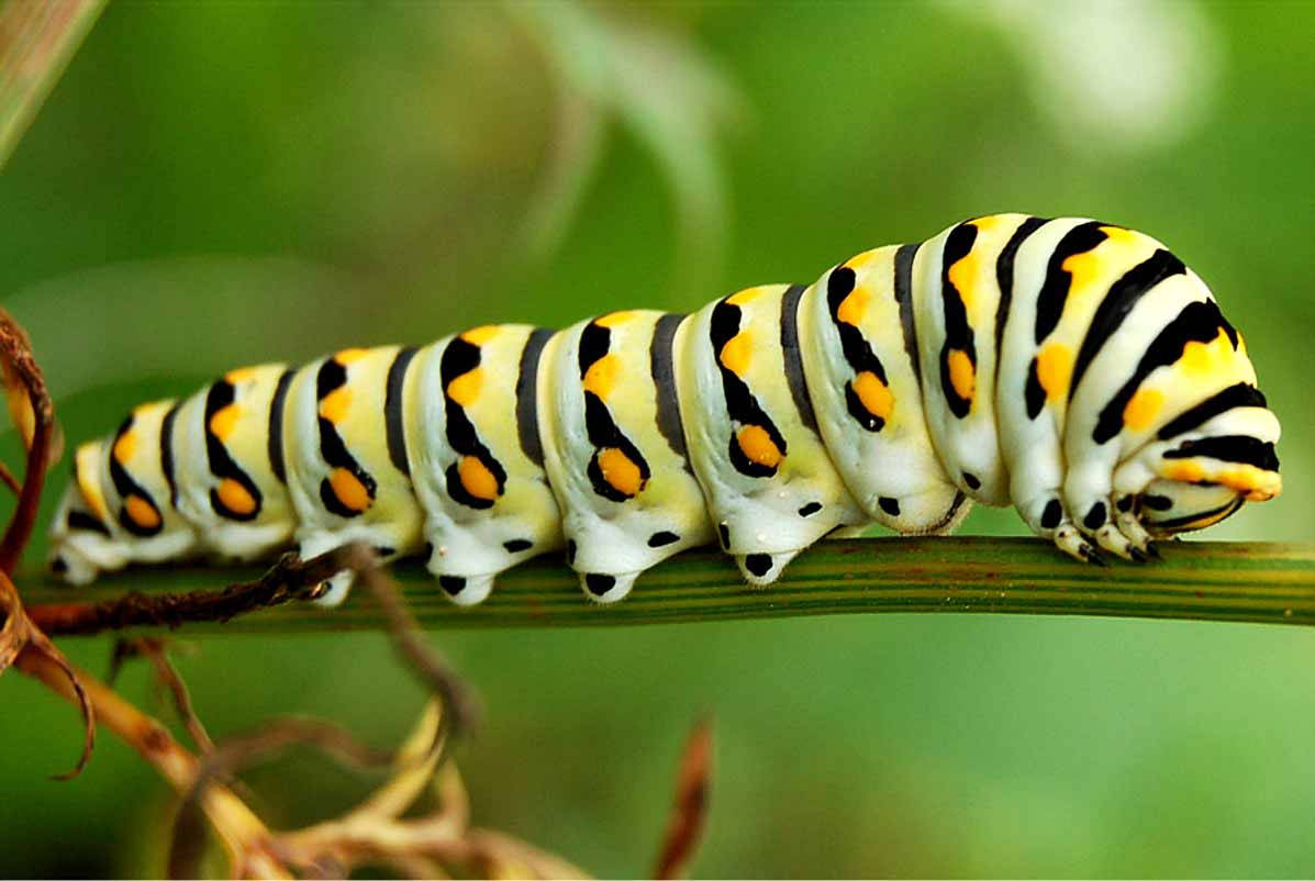 white caterpillar, black pattern, orange spots, SD Desktop Wallpaper