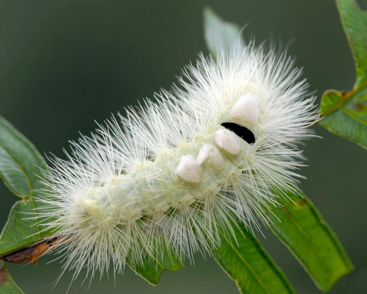 caterpillar, white long hair, vibrant green leaves, HD Desktop Wallpaper
