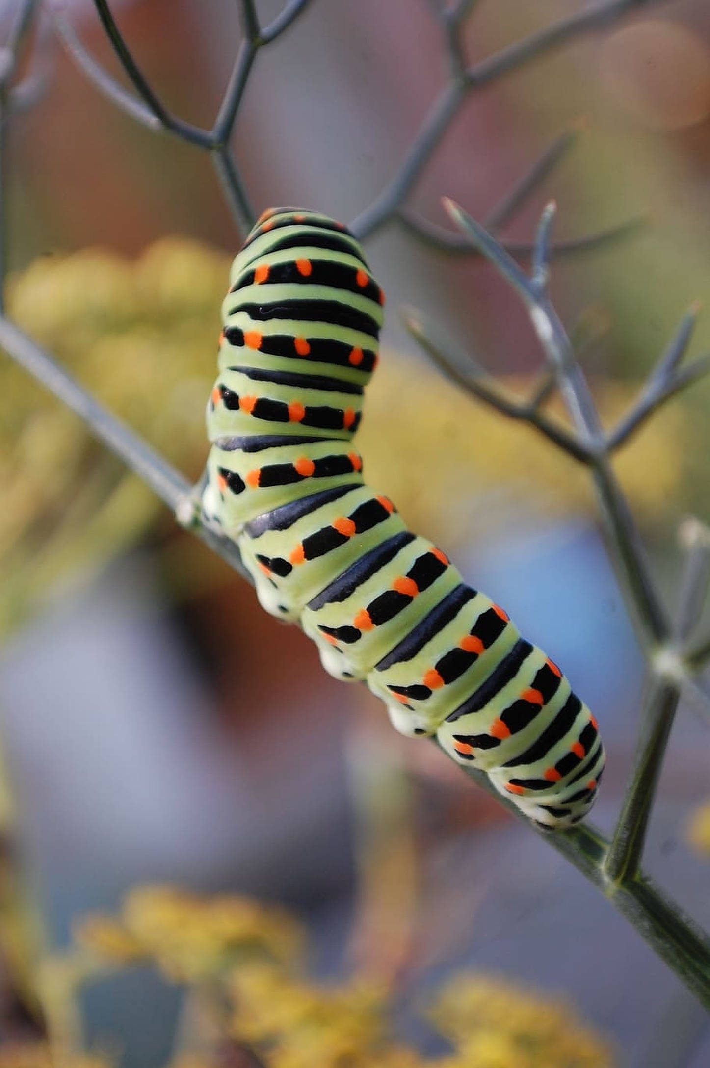 caterpillar insect, green, black, Full HD Phone Wallpaper