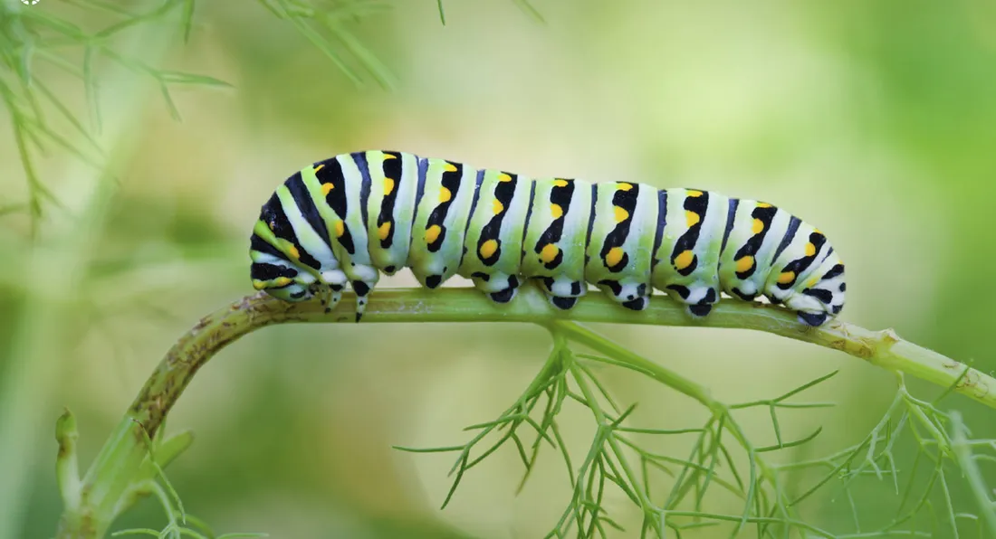 Caterpillar Transformation