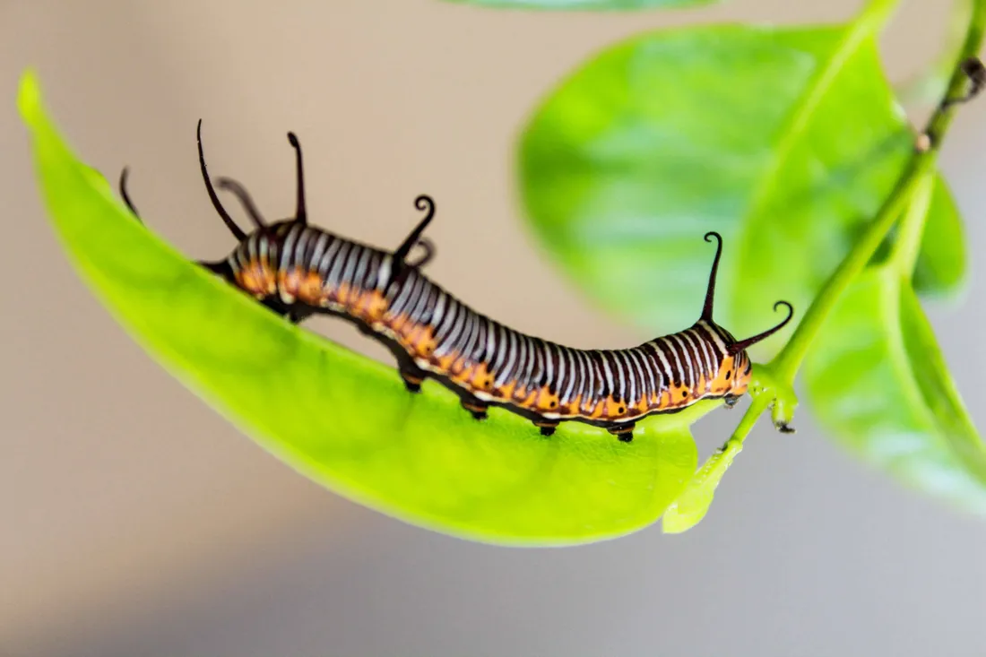 Caterpillar