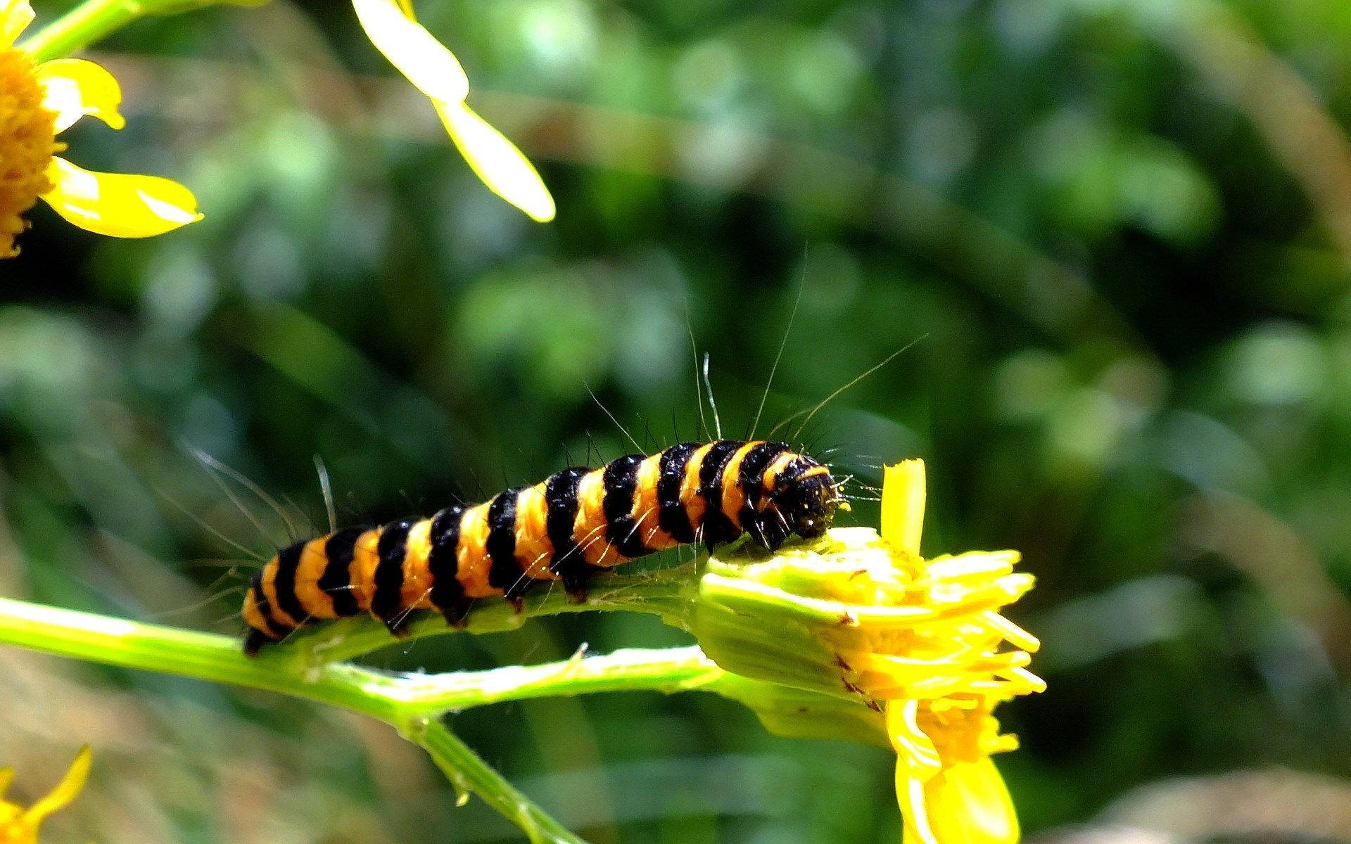 caterpillar, yellow flower, black and orange striped, Full HD Desktop Wallpaper