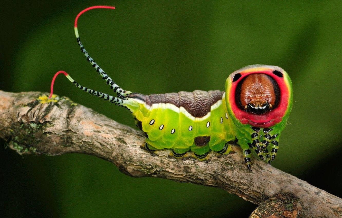 green caterpillar, black leg pattern, red-tipped antennae, HD Desktop Wallpaper