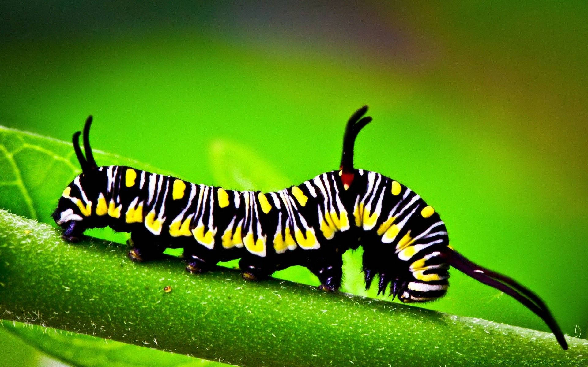 caterpillar, black antenna, black yellow and white, Full HD Desktop Wallpaper