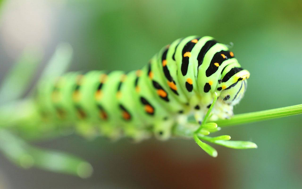 Caterpillar, black pattern, vibrant green, HD Desktop Wallpaper