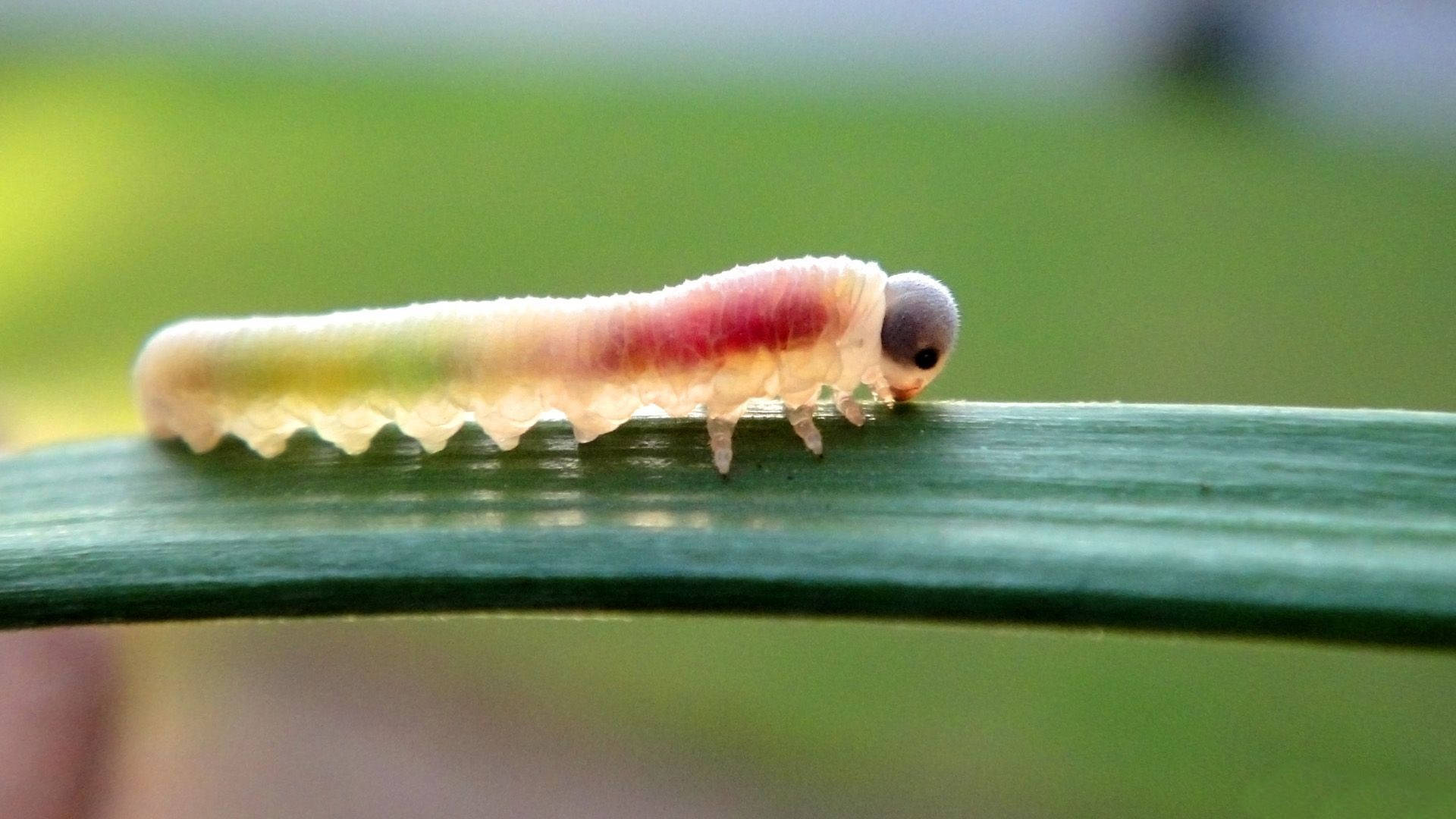 colorful caterpillar, pink segments, yellow segments, Full HD Desktop Wallpaper