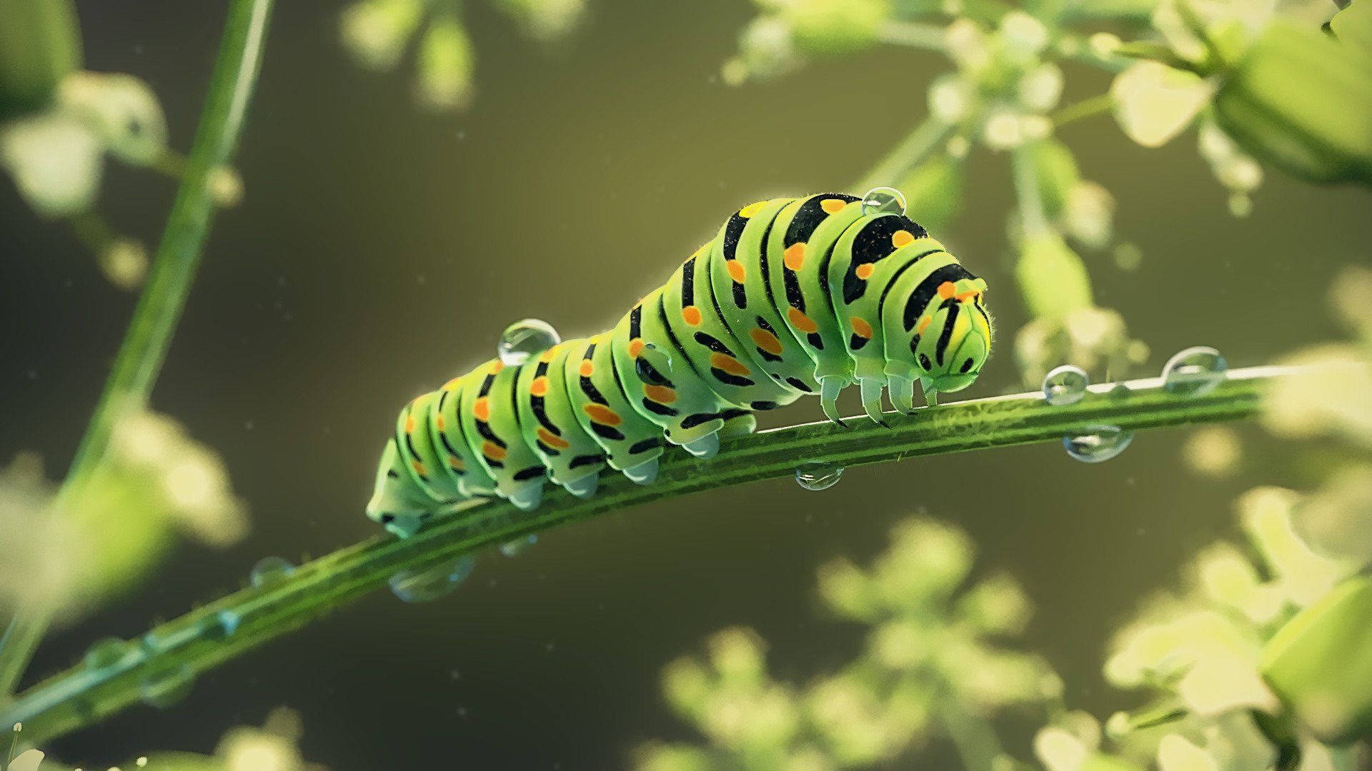 caterpillar, wet green stem, dew-covered stem, Full HD Desktop Wallpaper