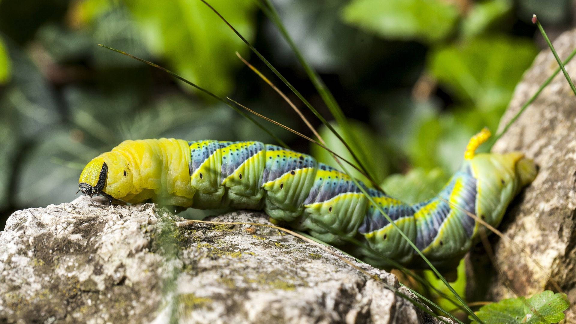 caterpillar, mossy rock, lush foliage, Full HD Desktop Wallpaper