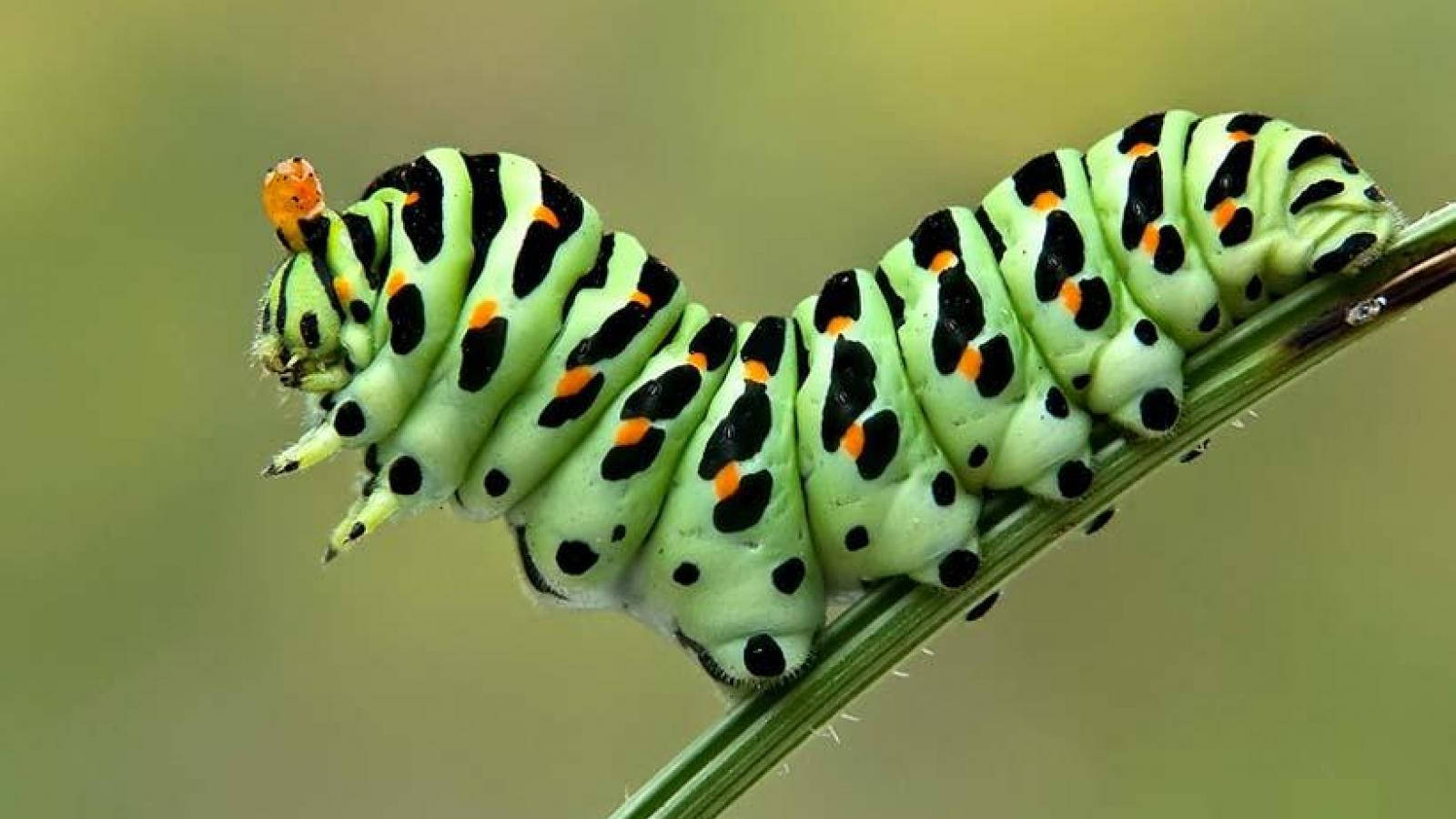 caterpillar, black and orange pattern, vibrant green, HD Desktop Wallpaper