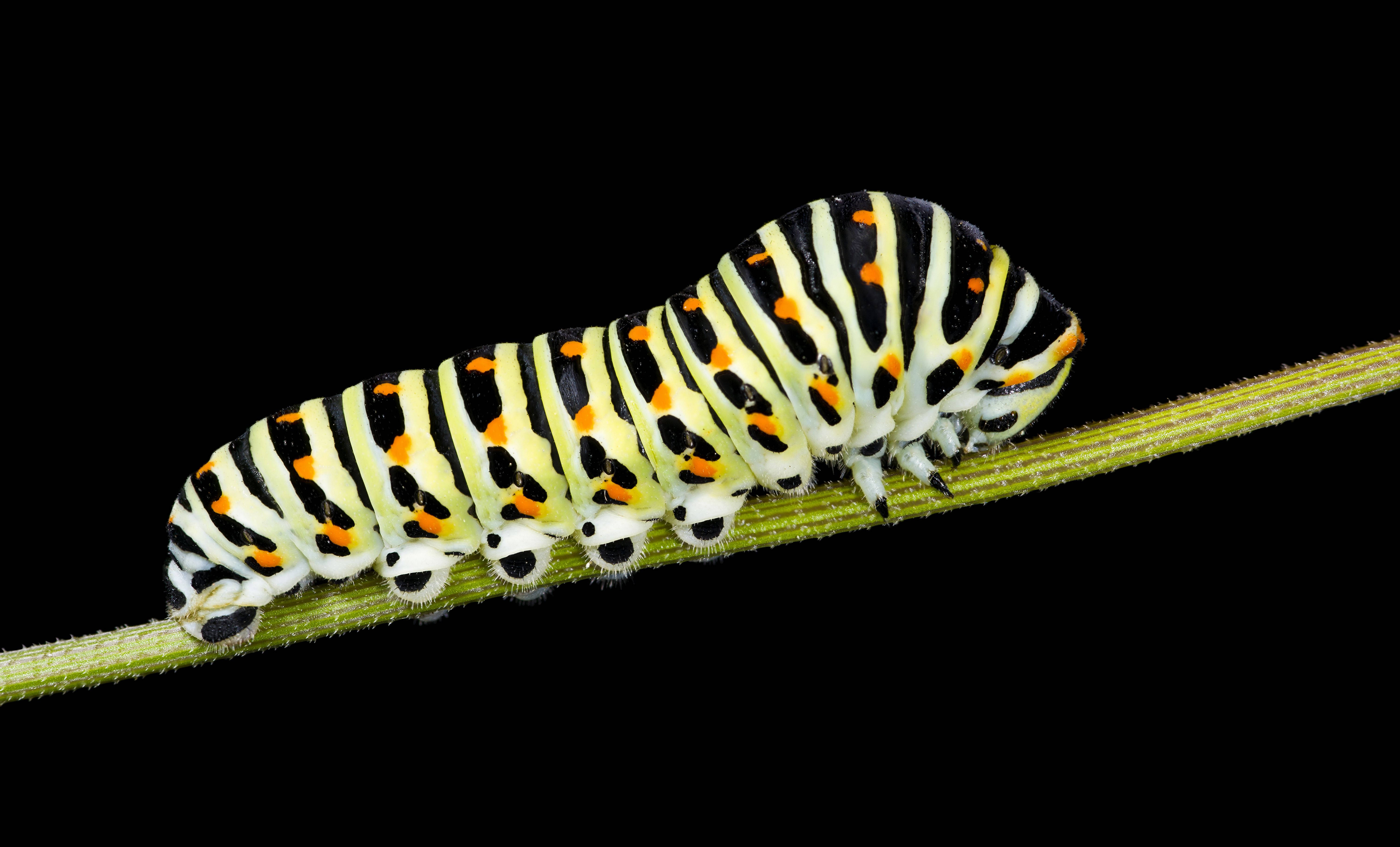 crawling caterpillar, black yellow and orange striped, green stem, 5K Desktop Wallpaper