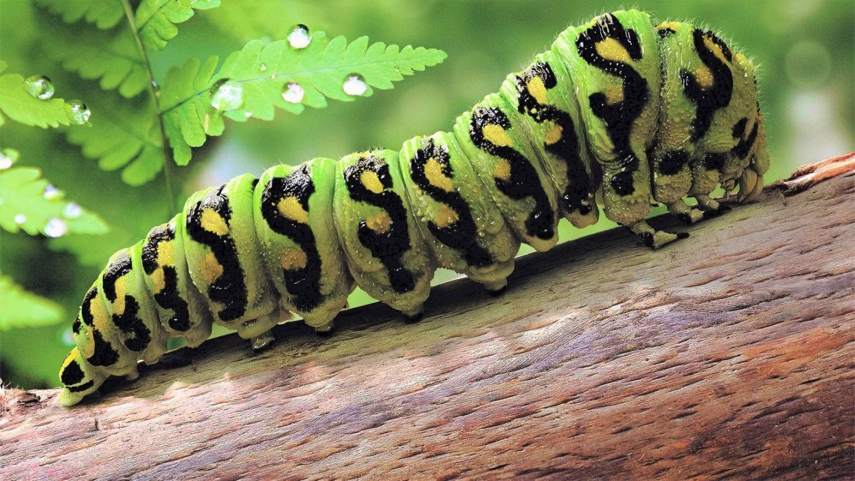 green caterpillar, S pattern, black and yellow markings, SD Desktop Wallpaper