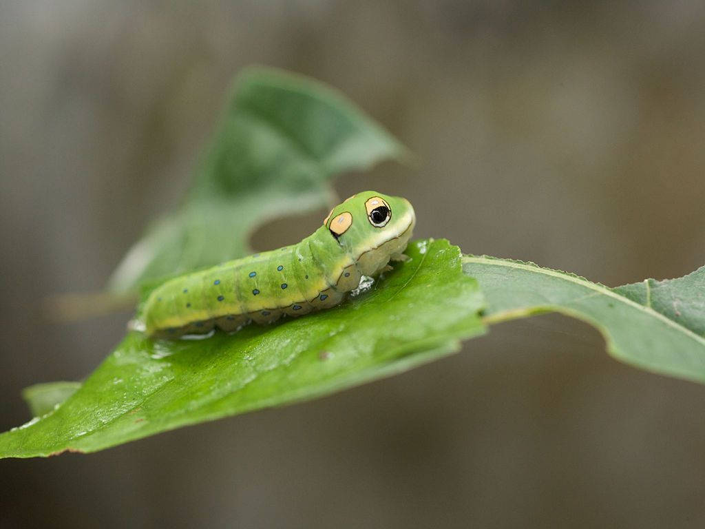 green caterpillar, blue spots, orange eyes, SD Desktop Wallpaper