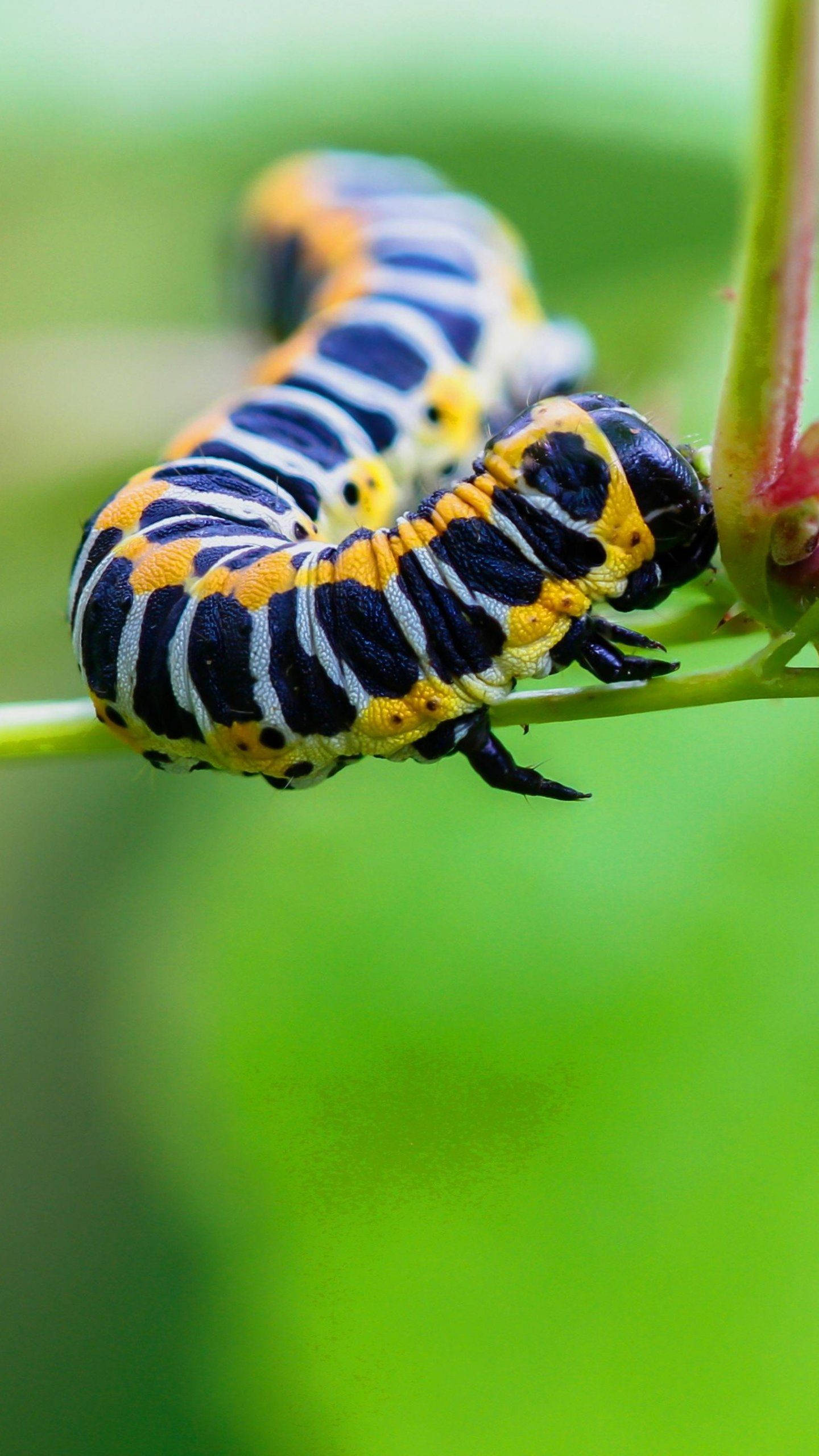 caterpillar, black legs, black yellow and white striped, 2K Phone Wallpaper