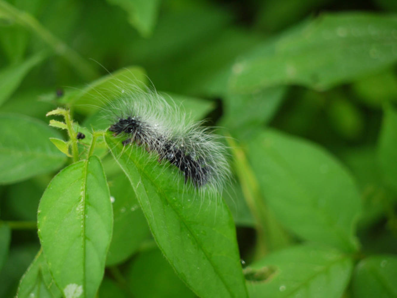 long haired caterpillar, black and white caterpillar, vibrant green leaf, HD Desktop Wallpaper