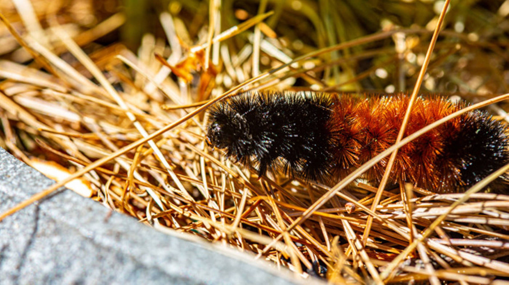 caterpillar, haystack, golden grass, HD Desktop Wallpaper