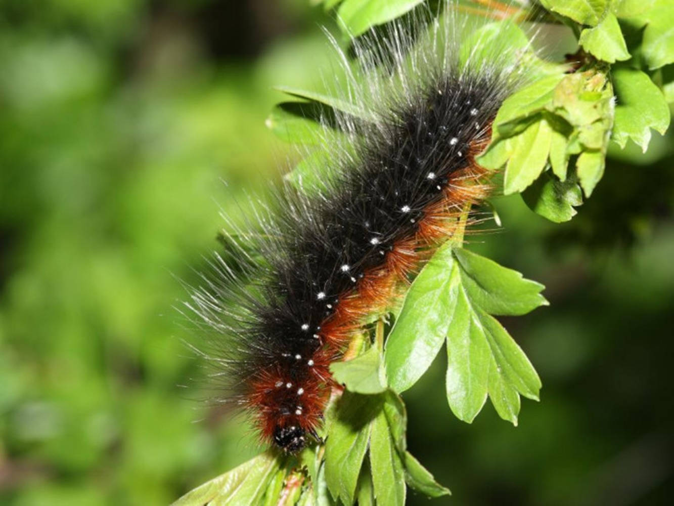 white spotted black caterpillar, fuzzy black and orange caterpillar, white spots, HD Desktop Wallpaper