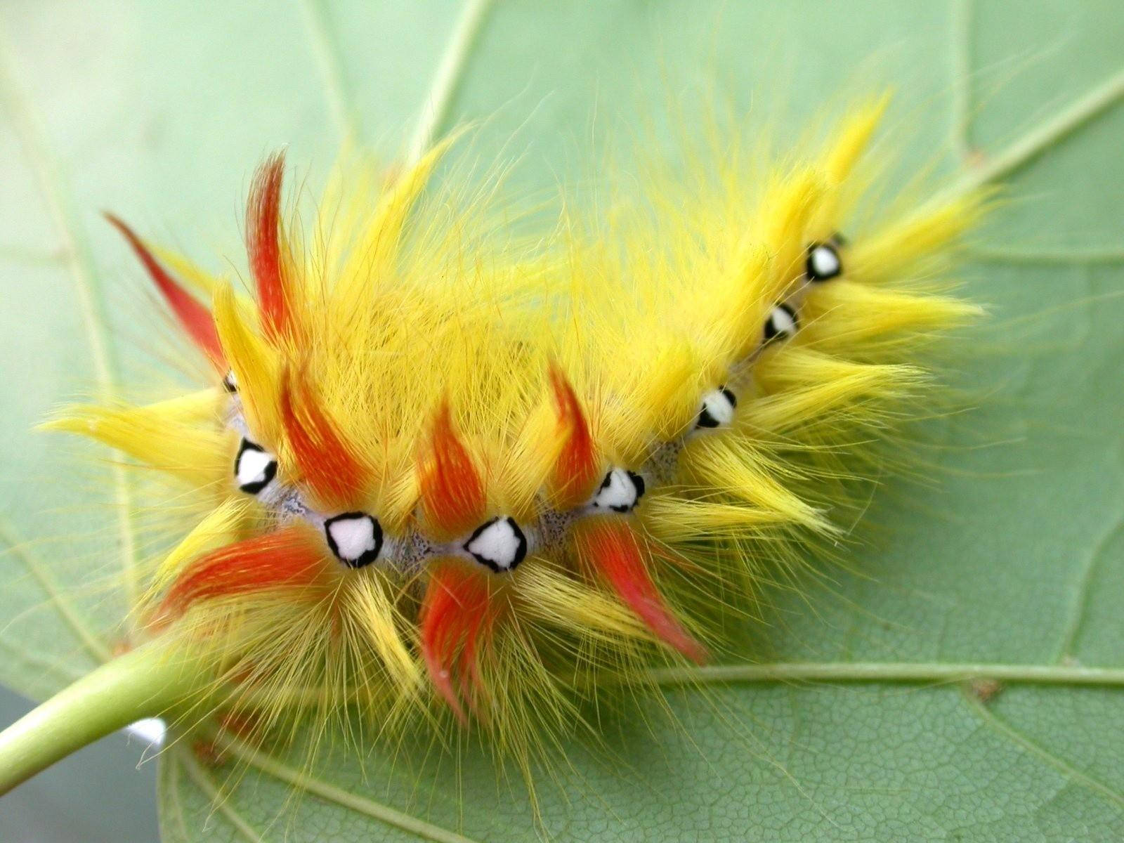 hairy yellow caterpillar, red fuzzy caterpillar, black and white eyespots, HD Desktop Wallpaper