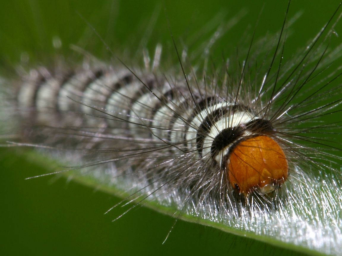 black and white hairy caterpillar, black white stripes, orange head, SD Desktop Wallpaper