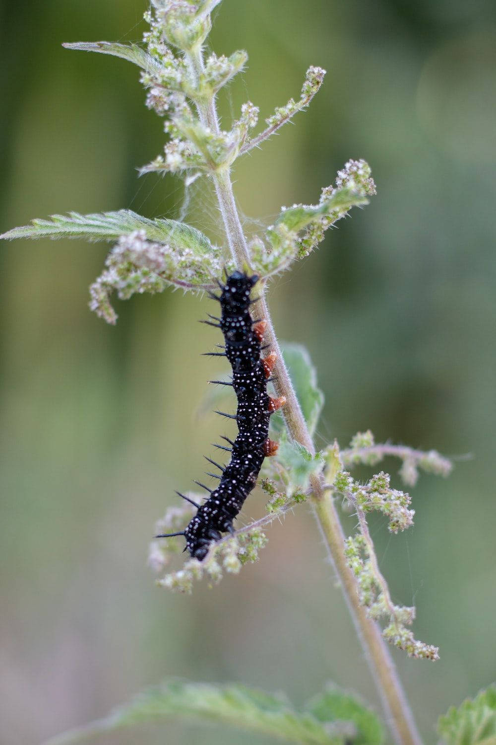 black caterpillar, white spots, orange legs, HD Phone Wallpaper