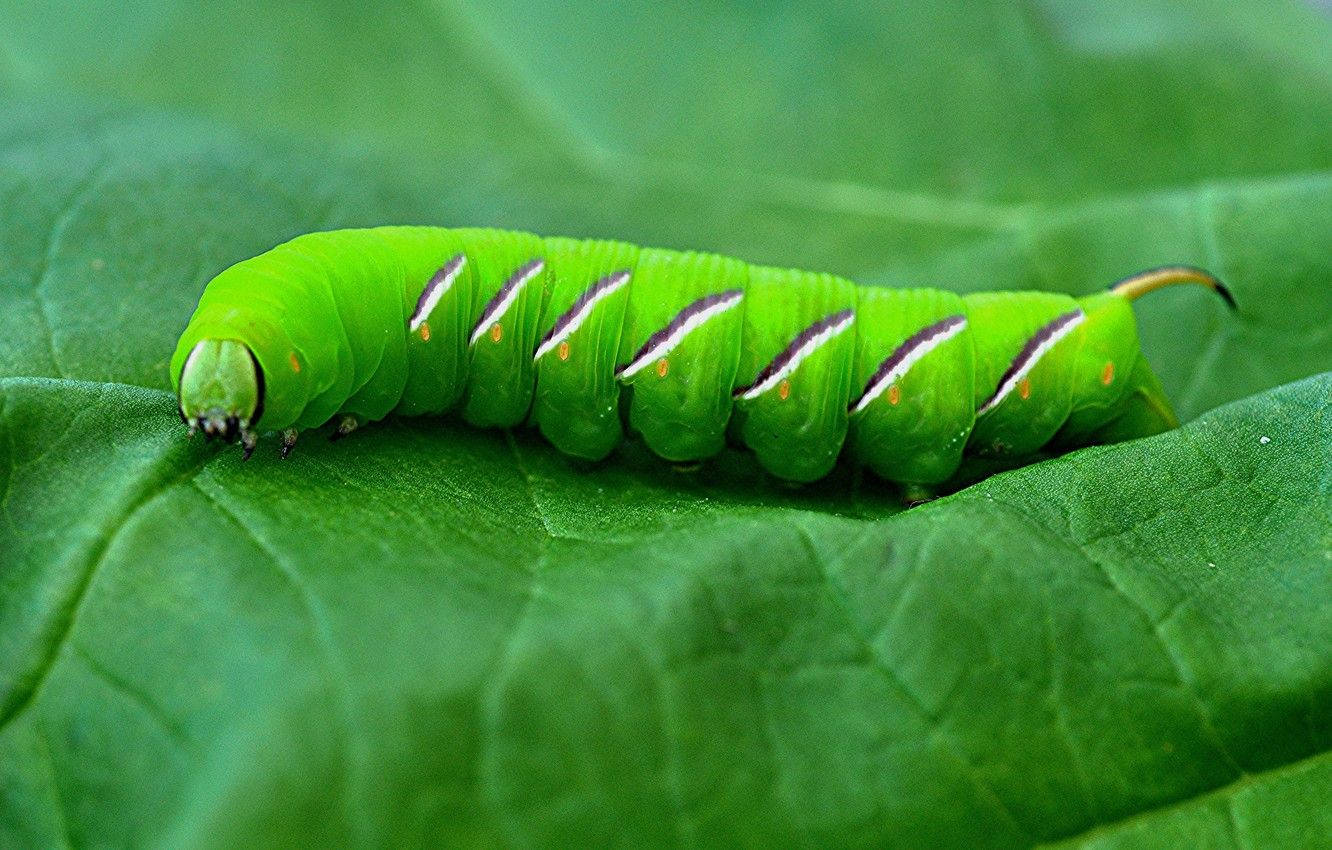 green caterpillar, green leaf, white and black stripes, HD Desktop Wallpaper