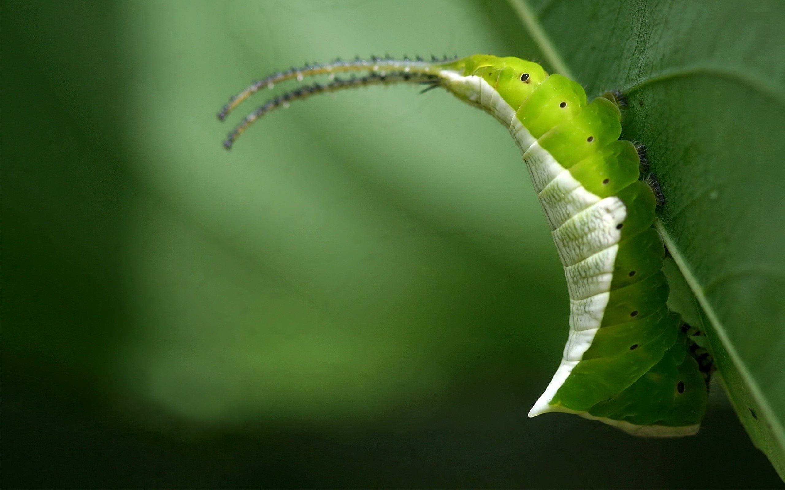 green caterpillar, white stripes, feathery antennae, 2K Desktop Wallpaper