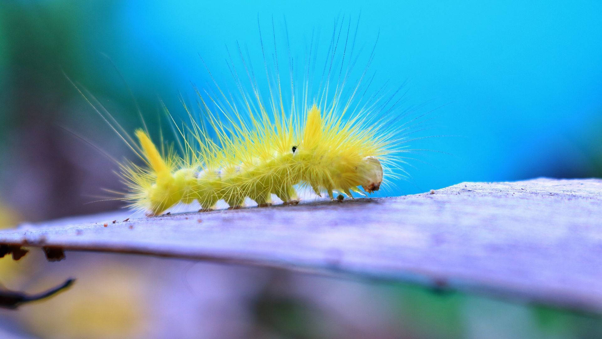 long haired yellow caterpillar, purple leaf, bright blue background, Full HD Desktop Wallpaper