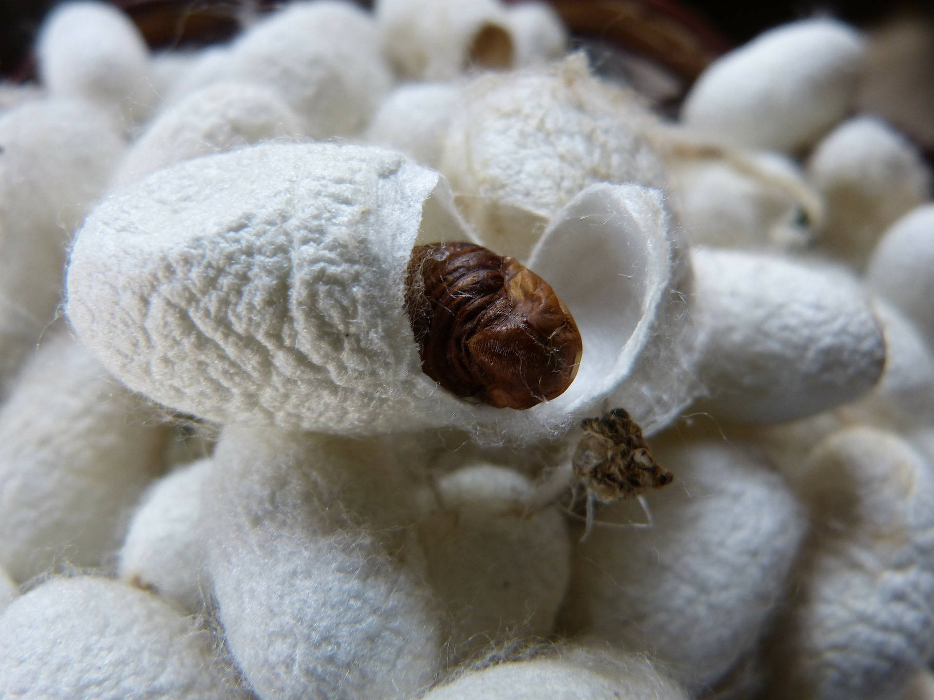 white silk cocoon, brown pupa, fluffy white silk, Full HD Desktop Wallpaper