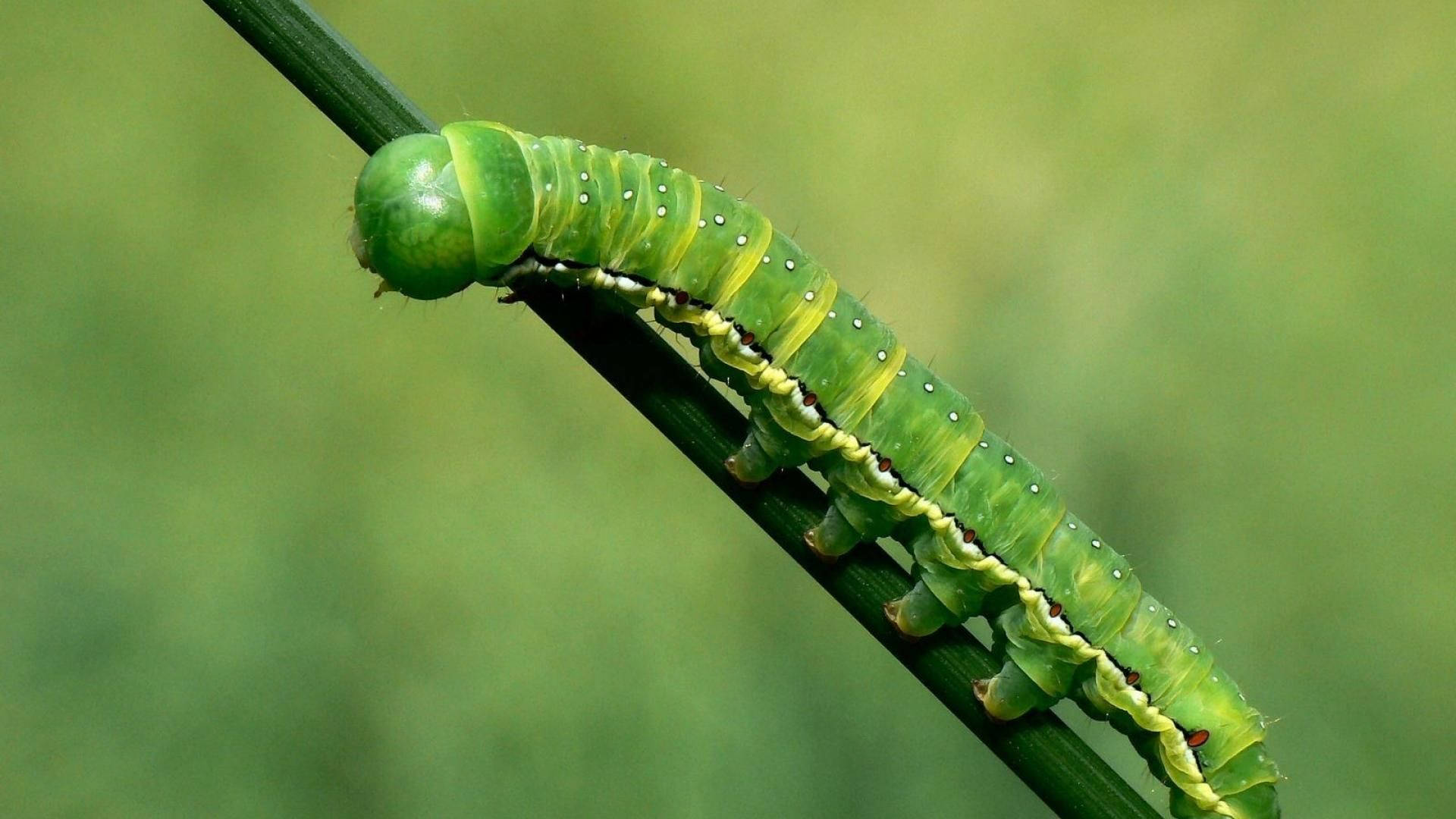 green caterpillar, white spots, yellow stripes, Full HD Desktop Wallpaper