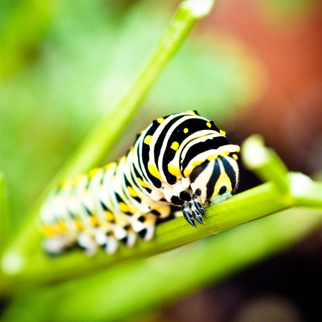caterpillar, bright green stem, black yellow and white striped, SD Desktop Wallpaper